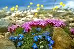 planter for et alpint lysbilde: bilder og navn