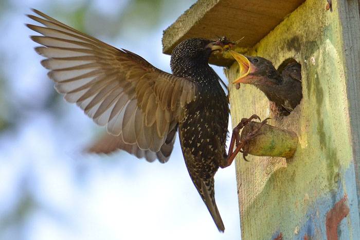 Alle diese Vögel in der Natur nisten in den Mulden der Bäume, so dass sie das Vogelhaus mögen werden.