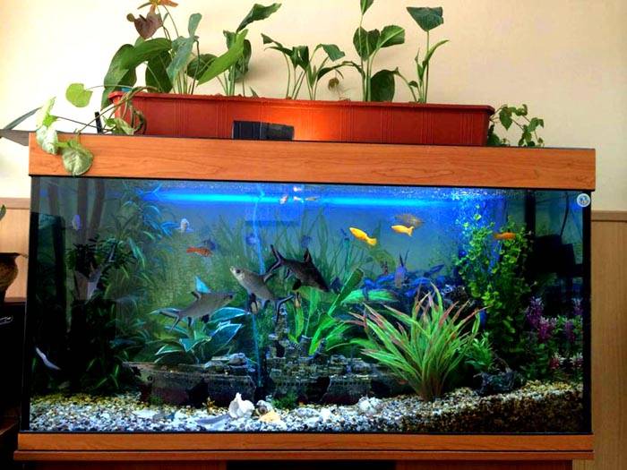 DIY Glasaquarium