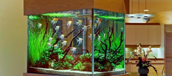 DIY Glasaquarium