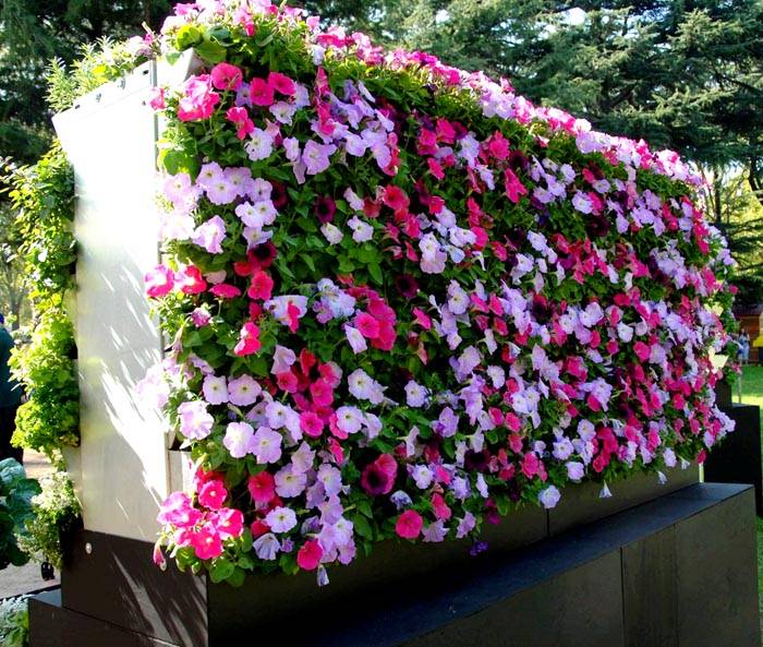 Hvis du ikke vet hvordan du skal plante grøntområder på et lite område, bruk vertikale blomsterbed. Nesten alle blomster kan plasseres i dem.