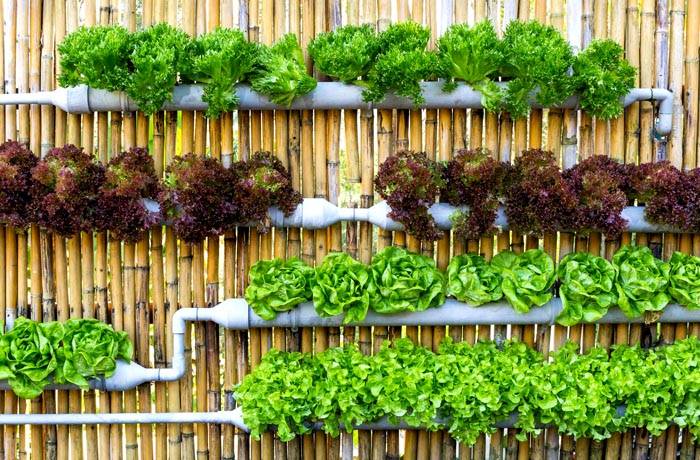 Els contenidors penjats amb vegetació tenen bon aspecte a les tanques i les parets d’una casa particular