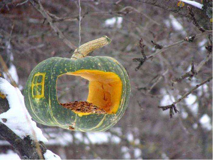 Nourriture délicieuse dans les aliments pour animaux - les oiseaux adoreront certainement la salle à manger inhabituelle de citrouille colorée