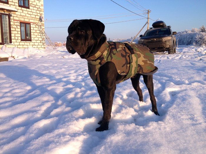 Şiddetli don varsa, daha fazla yatak takımı ekleyin ve köpeği kumaştan yapılmış bir battaniyeye giydirin.
