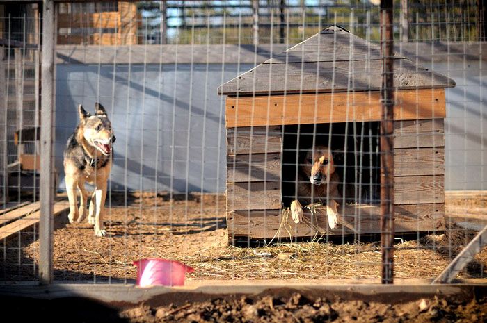 Az sem kívánatos, hogy a kutya extra aromákat lélegezzen be, ezért helyét a háziállatok (tehenek, sertések, csirkék, lovak) tollától és egy szabadtéri WC-től vagy a medencétől távol kell elhelyezni.