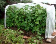 DIY drivhus for agurker: bilde