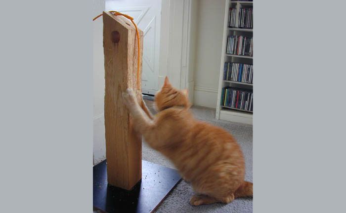 Tomruk jüt veya kalın ip ile süslenmişse, kedi tekneye daha fazla dikkat gösterecektir. Ama bu formda bile, kedi işe koyulacak