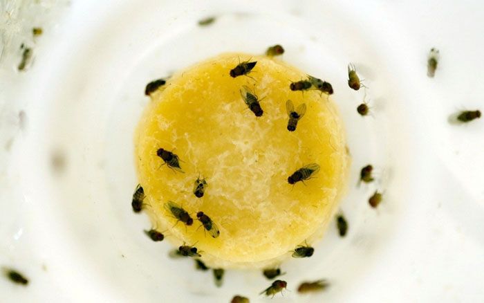 Diese Kreaturen leben lieber in einem Kollektiv, so dass die Mücke über für sie attraktives Essen schwärmt.