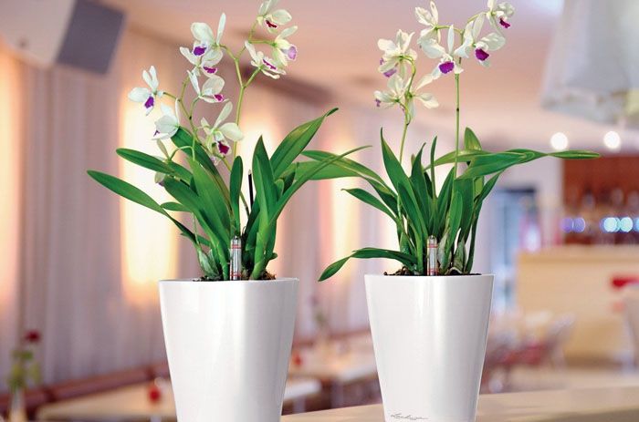 Sie können versehentlich kontaminierten Boden kaufen oder eine Blume aus dem mit Fruchtfliegen befallenen Laden bringen