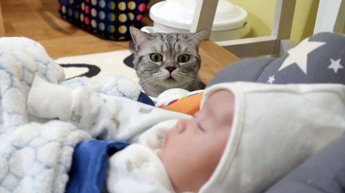 If there are curious cats or dogs in the house, the curtain will protect the child from their encroachments.