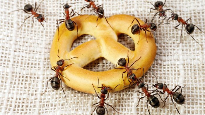 É raro encontrar formigas domésticas em salas de estar, apenas se elas não comem alimentos ou plantas caseiras.