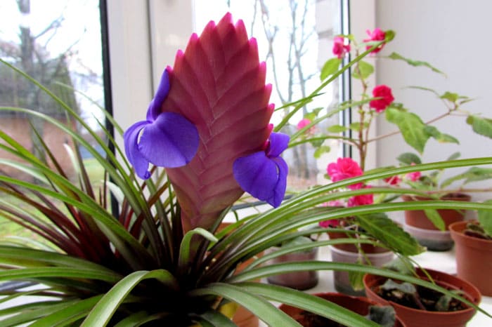 Spektakulär ist Tillandsia-Blau mit seinem hellen Ährchen, auf dem im Herbst lila-lila Blüten blühen