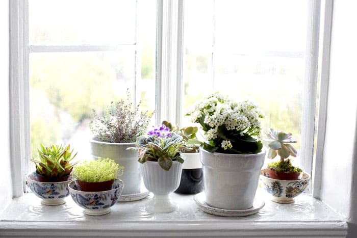 Wenn Sie die Fensterbank mit Blumen versehen möchten, richten sich diese nach der Größe des Fensters und der Fensterbank selbst: Achten Sie besser auf kleine Blumen, die nicht sehr stark wachsen und sich nicht gegenseitig in ihrer Nachbarschaft stören