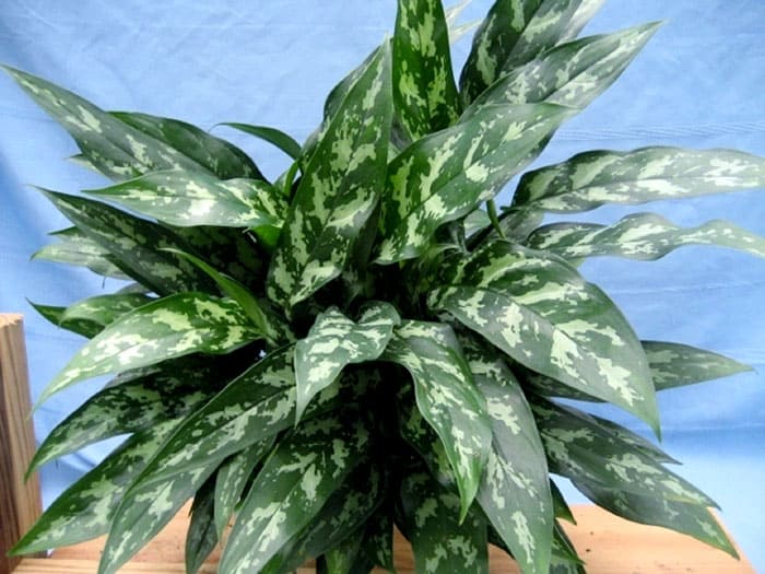 Aglaonema ist mit zahlreichen Sorten veränderbar, die für viele geeignet sind: verschiedene Blätter in Form und Farbe, mit oder ohne Flecken oder Streifen