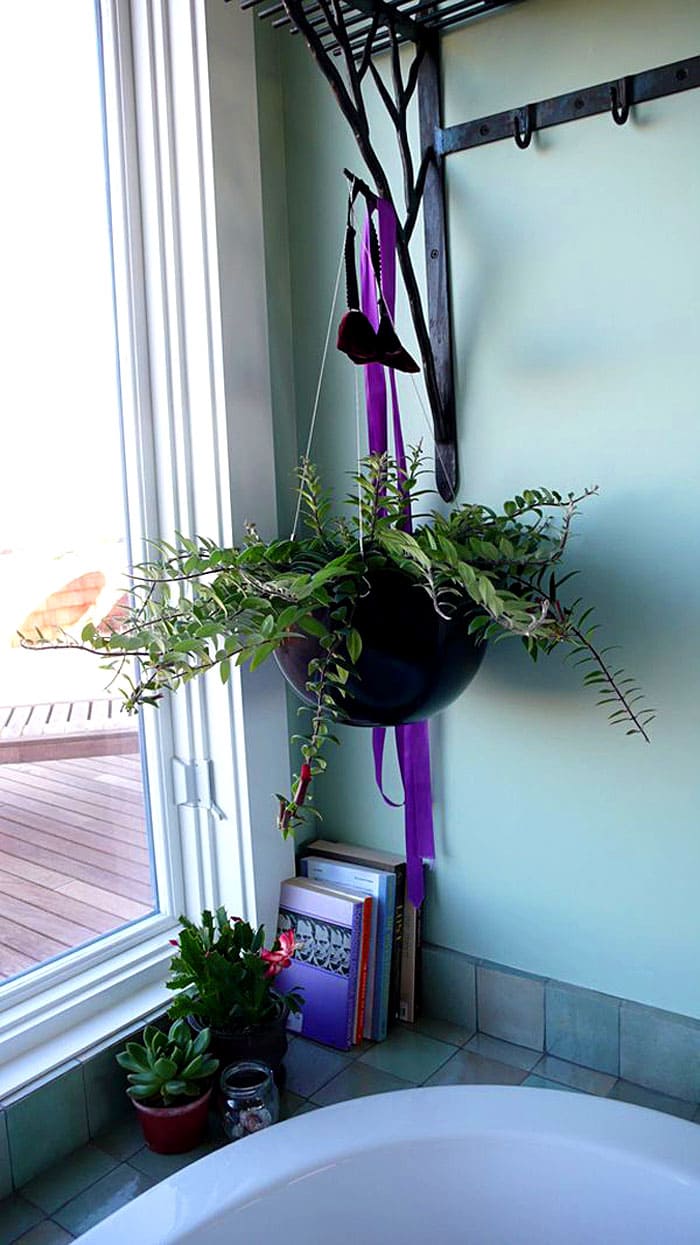 Am besten platzieren Sie eine lebende Pflanze näher am Fenster. Die feuchte Atmosphäre und Feuchtigkeit kommen nur der Blume zugute