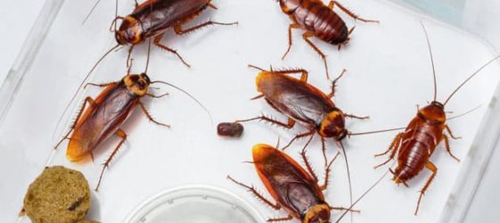 Die wirksamsten Mittel gegen Kakerlaken in der Wohnung