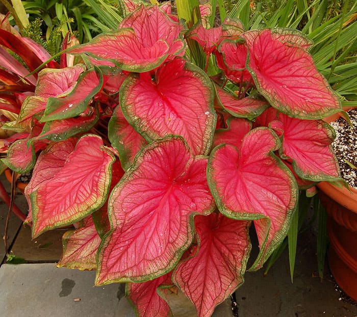 Unter guten Bedingungen wird es möglich sein, den sich ausbreitenden Busch von Caladium zu bewundern