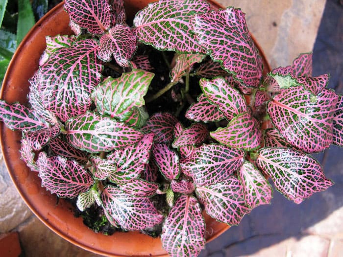 Fittonia umfasst 15 Arten von Stauden, von denen die Riesenfittonia, Vershaffelt, Fittonia mit Silberader am besten für das Haus geeignet sind. Eine Blume mit roten Blättern, deren Name oft gesucht wird, kann sich durchaus als Fittonia herausstellen