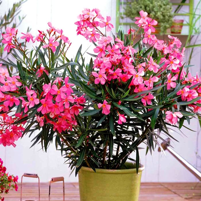 Oleander gewöhnlich - eine ausgezeichnete Wahl für diejenigen, die nach Blumen suchen, die blühen und gleichzeitig groß und breit sind