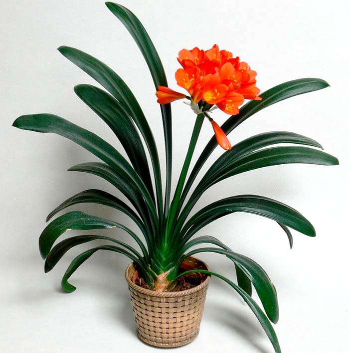 Es ist nicht notwendig, den Standort der Clivia ohne große Notwendigkeit zu ändern. Wenn Sie die Regeln der Pflege befolgen, können Sie den vierzigsten Jahrestag der Blume feiern