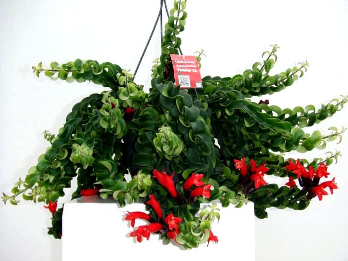 Aeschinanthus blüht nicht auf der nördlichen Fensterbank, obwohl die Blume auch dort überleben kann.