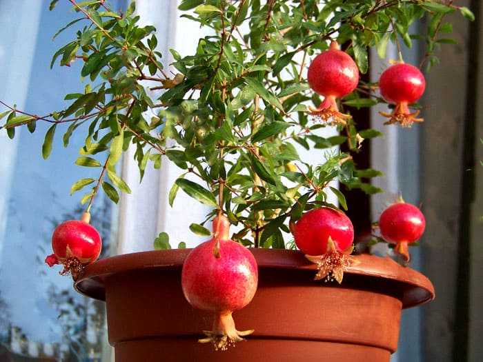 Indoor Granatapfel blüht sehr schön. Die kleinen hellgrünen Blätter sehen zart aus. Und die Größe der Frucht ist klein