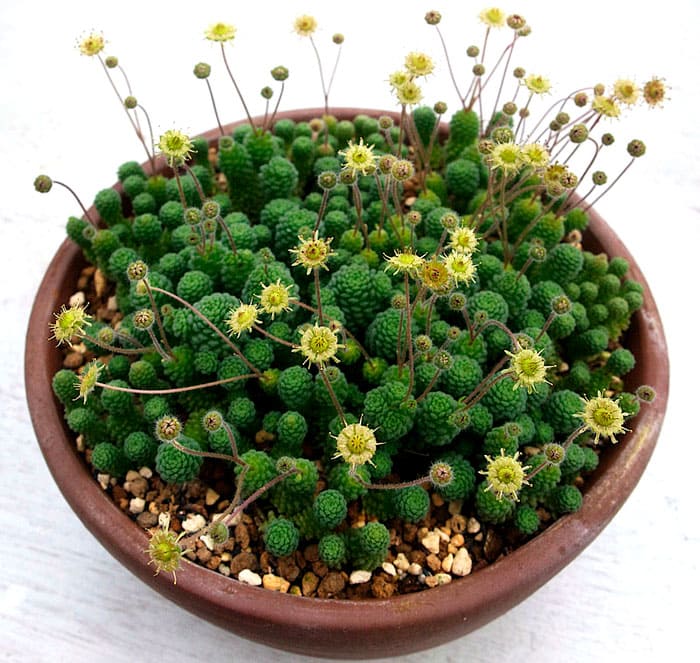 Monantes ist, gelinde gesagt, eine kompakte Pflanze. Die Triebe kriechen oder stehen aufrecht. Die Blume wächst am besten in einer Schüssel, da sie dichte Klumpen bildet.