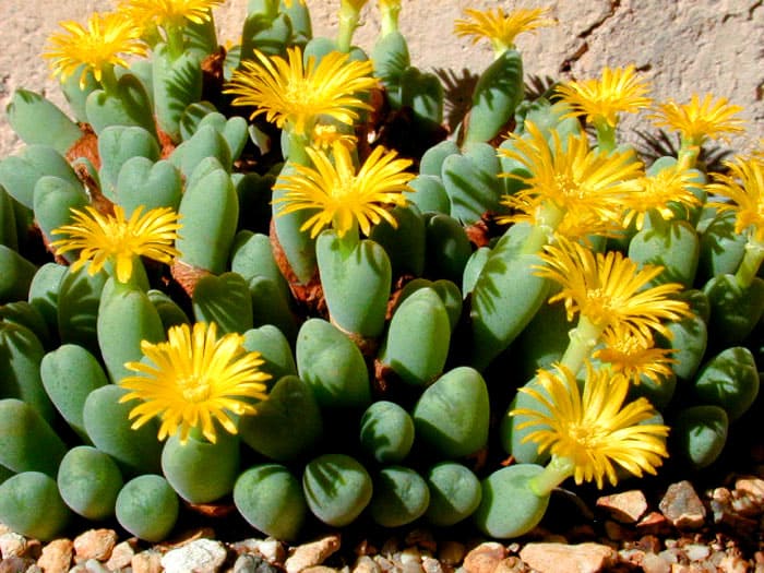 Wie lebende Steine in einem Topf: Conophytum sieht gut aus und seine Blüte ist besonders interessant
