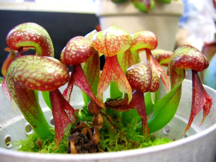 Darlingtonia benötigt sauberes, fließendes Wasser, weshalb es nur von erfahrenen Züchtern angebaut wird. Die Blume sieht aus wie eine Kobra mit einer geschwollenen Kapuze, daher ist sie sehr schön
