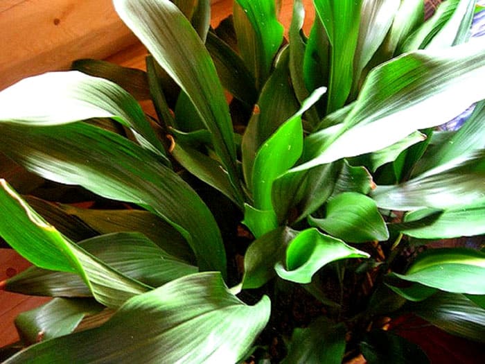 Aspidistra ist ein Gast aus Japan. Die Blätter können grün, fest oder bunt sein. Dies ist eine bedingt nicht blühende Pflanze, da am Rhizom völlig unscheinbare rosa Blüten erscheinen können.