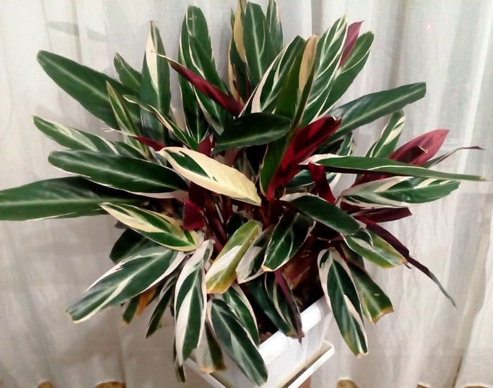 Ein auffallend spektakulärer Stromant aus der Familie Marantov. Es passt in jedes moderne Interieur. Unter den Blättern ist Burgund, was die Blume von allen Seiten schön macht. Darüber hinaus kann die Farbe dunkelgrün, olivgrün mit silbernen Flecken und rosa, cremefarbenen oder grünen Längsstreifen sein