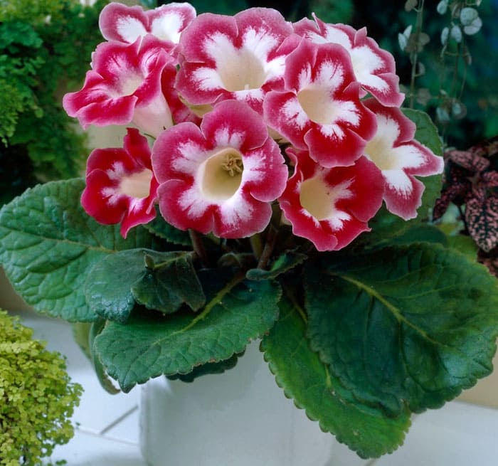 Die meisten Gloxinien ziehen sich nach der Blüte zurück. Ihr oberirdischer Teil stirbt ab. Nachdem sie sich ausgeruht hat, setzt die Knolle wieder einen neuen Stiel mit Blättern frei, der sicherlich blühen wird