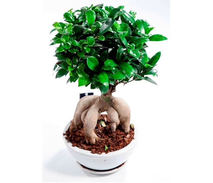 Microcarpa zog aus den tropischen Wäldern Chinas, Asiens und Australiens in die Heimat der Bonsai. Schrullige Form und spektakuläre Krone ziehen sofort die Aufmerksamkeit auf sich