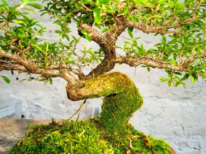 Serissa Blüten sind rosa oder weiß, klein, aber von Frühling bis Herbst angenehm für das Auge. Die Blüte ist so beeindruckend, dass die Pflanze den Baum von tausend Sternen nannte.