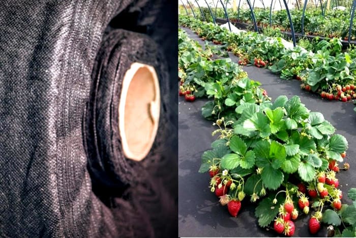 Vật liệu này không phải là vật cản của nước, không bị trôi khi tưới. Các tia nắng mặt trời bị trì hoãn tốt
