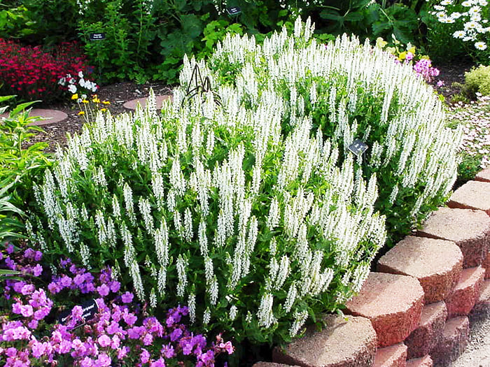 Vakker blomst begynner i juni og slutter tidlig på høsten