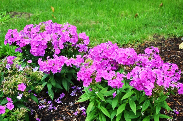 Blomstringsperioden til Carolina phlox er veldig lang, den er en utmerket flerårig for en sommerbolig, blomstrer hele sommeren