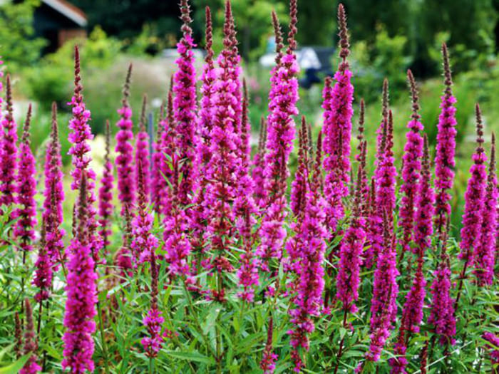 Willow-like loosestrife som et fargerikt sted i hagen
