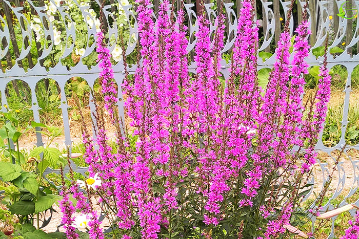 Loosestrife ble funnet i hagen, som skogenavnet på blomster. På bildet er han like søt som han er live.