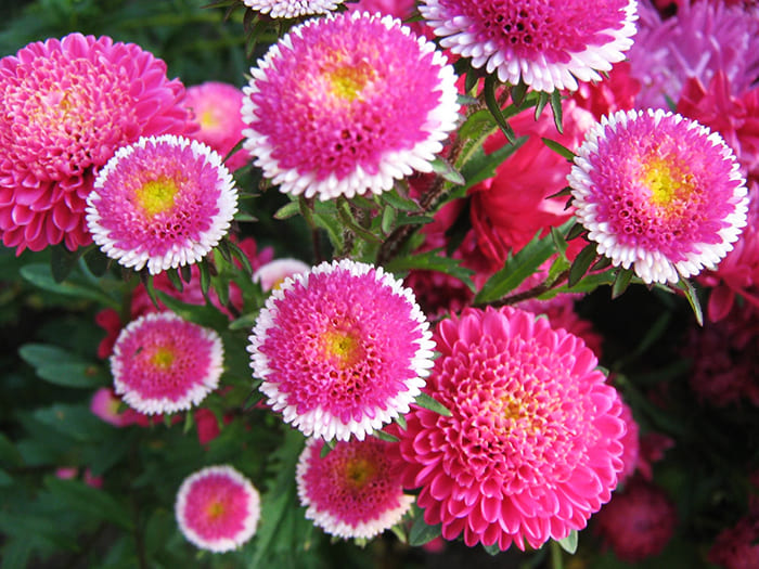 Asters er gode både i en blomsterbed og i en bukett