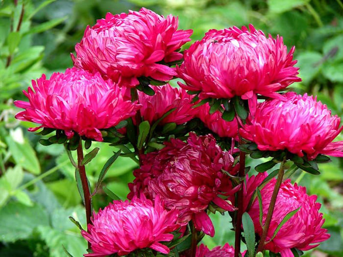 Asters er fantastiske prydplanter for hagen