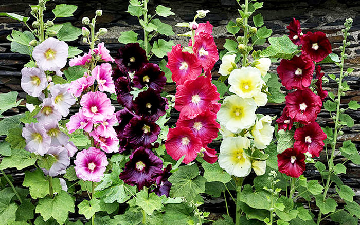 Høy vakker mallow