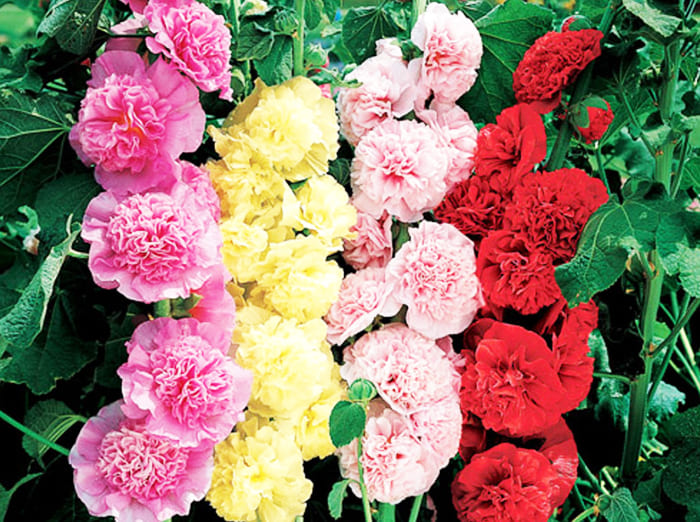 Planten vil blomstre fra juni til slutten av september.