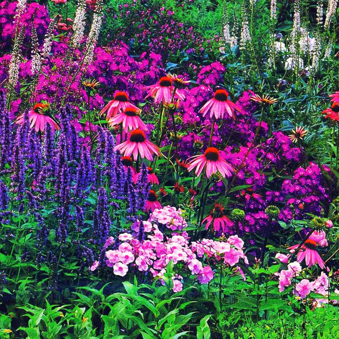 Utvalget av flerårige blomster er stort