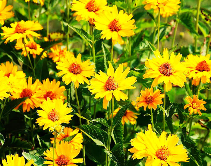 Lyse soler for hagen: coreopsis