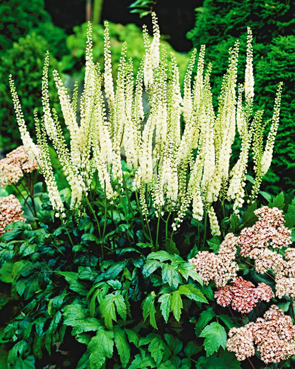 King of the flowerbed black cohosh (svart cohosh eller svart cohosh)