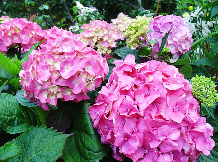 Storbladet hortensia