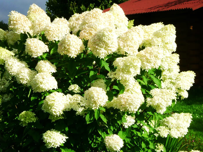 Panicle hortensia