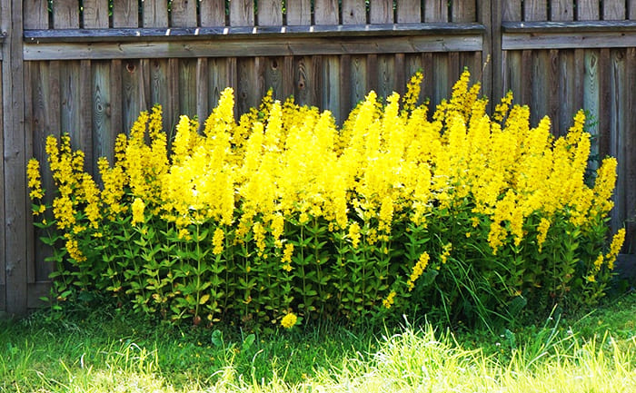 En annen vakker sterk blomst er løsrivelse. Dette er allerede andre gule nyanser som stikker opp som brennende lys.