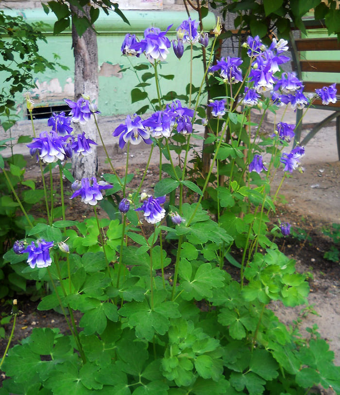 Aquilegia har mange forskjellige nyanser